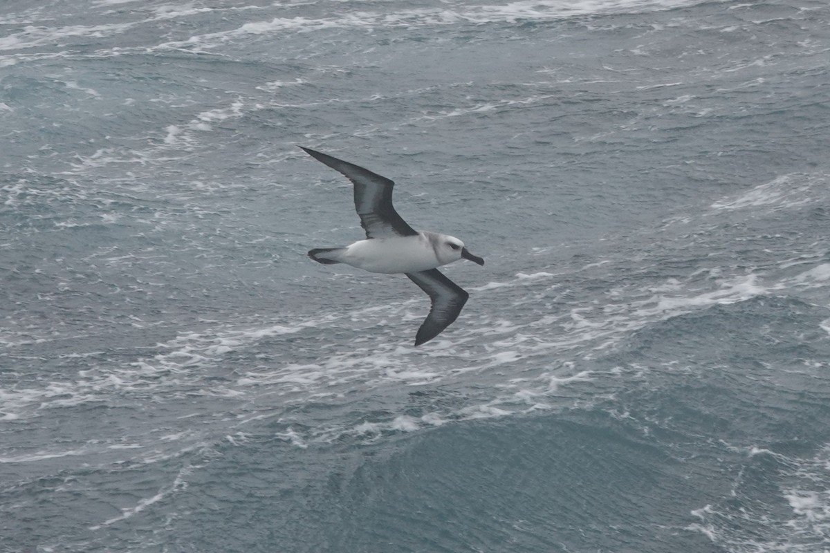 Boz Başlı Albatros - ML647048106