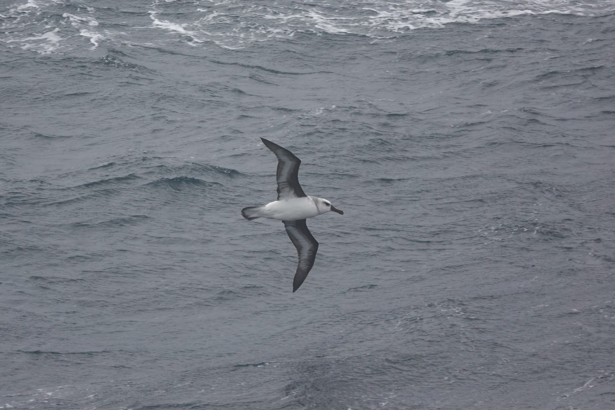 Boz Başlı Albatros - ML647048107