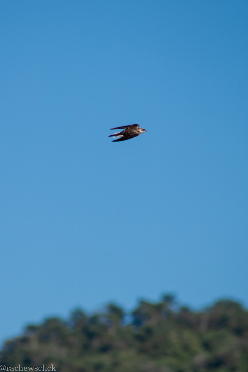 Brown-chested Martin - ML647048116