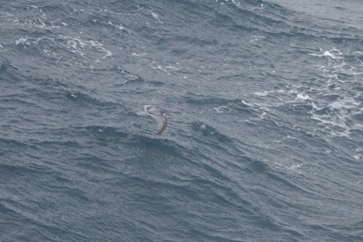 Пріон антарктичний - ML647048118