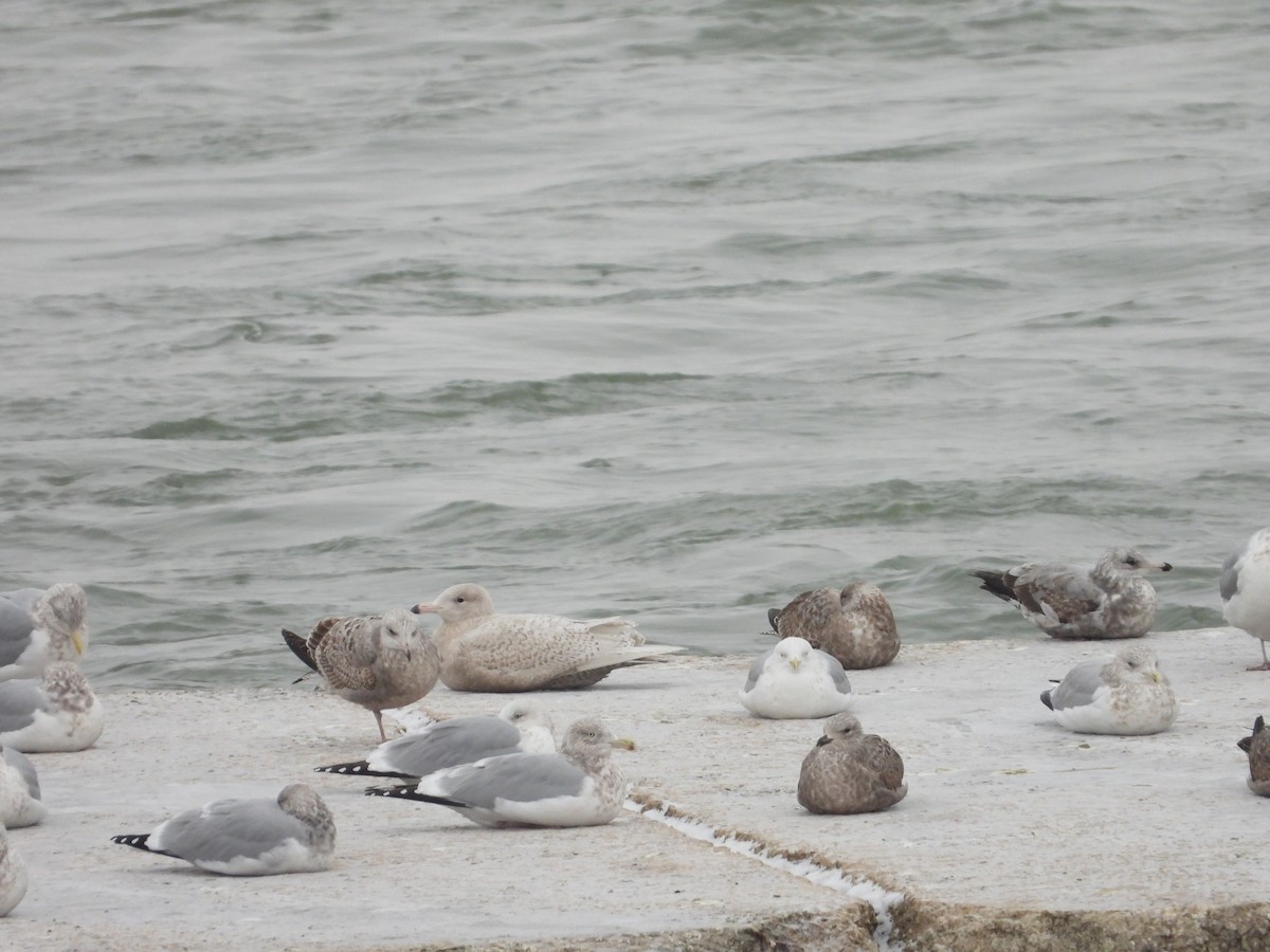 Glaucous Gull - ML647048120