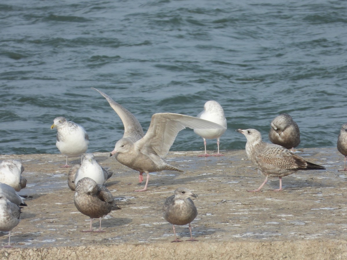 Glaucous Gull - ML647048121