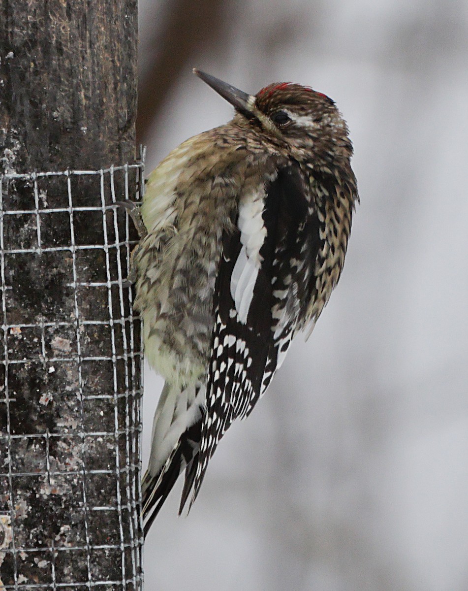 シルスイキツツキ - ML647048122