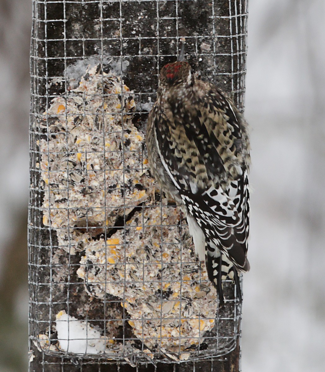 シルスイキツツキ - ML647048126