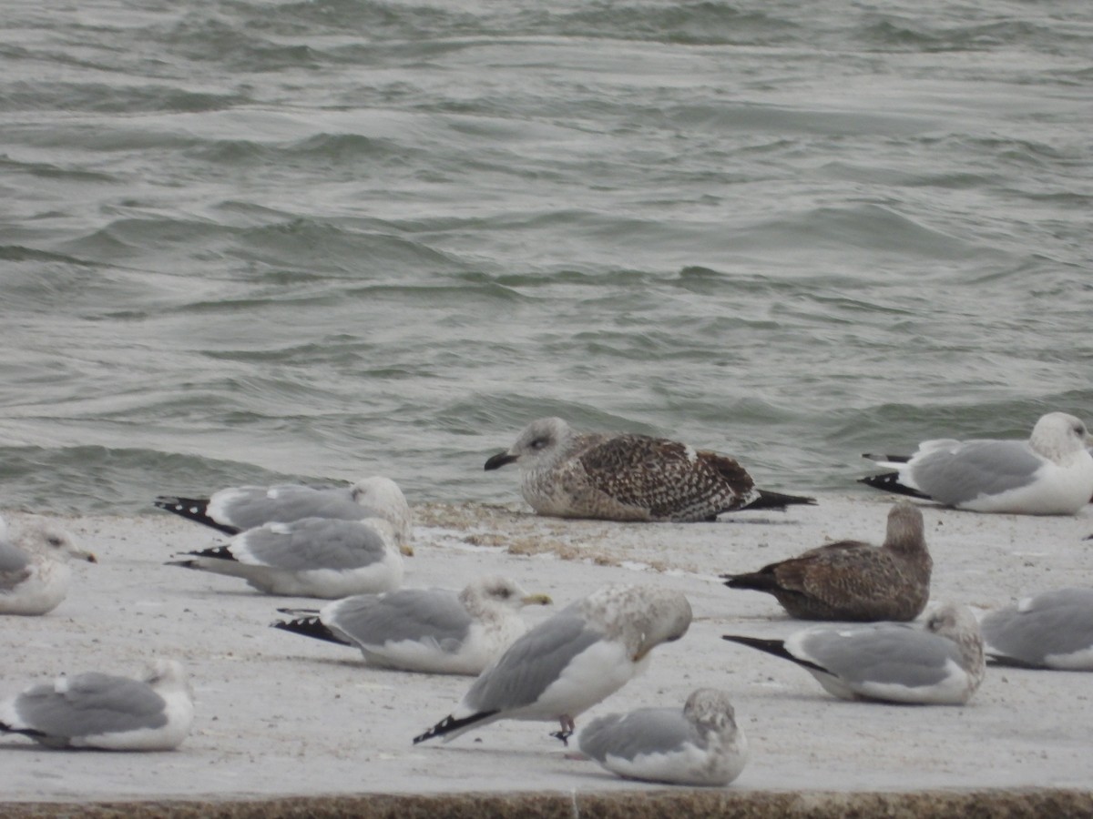 Great Black-backed Gull - ML647048128