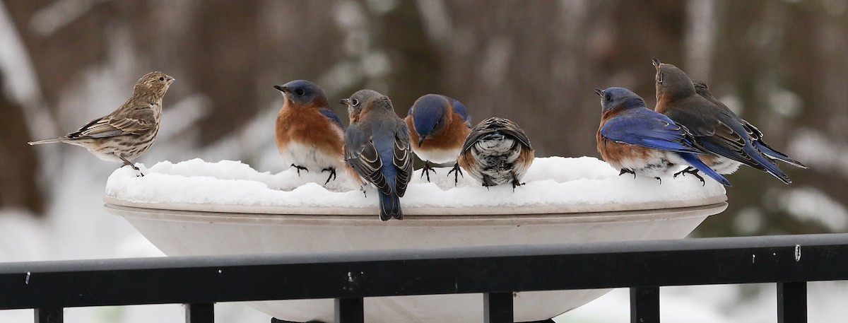 ルリツグミ - ML647048130