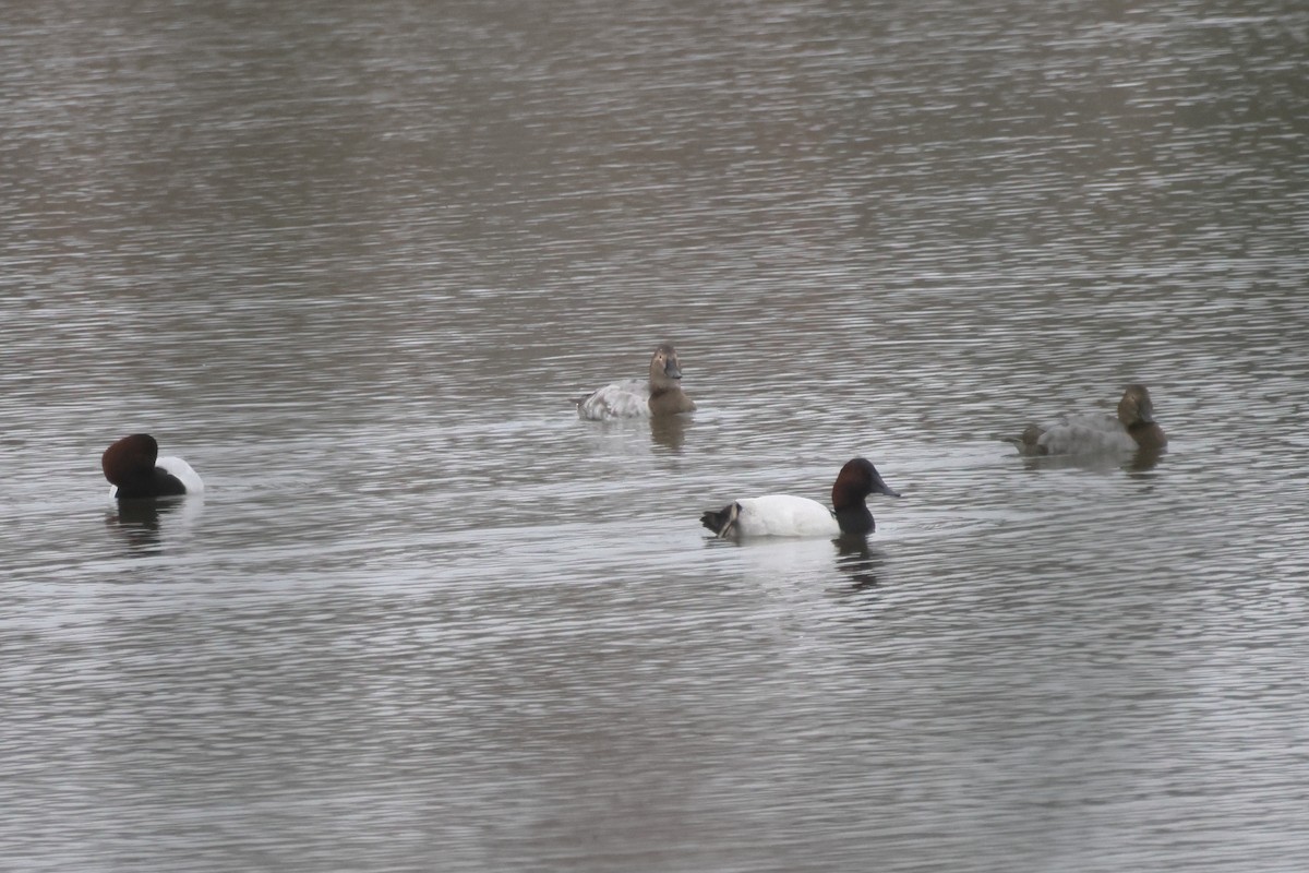 Murgilari bizkarzuria - ML647048131