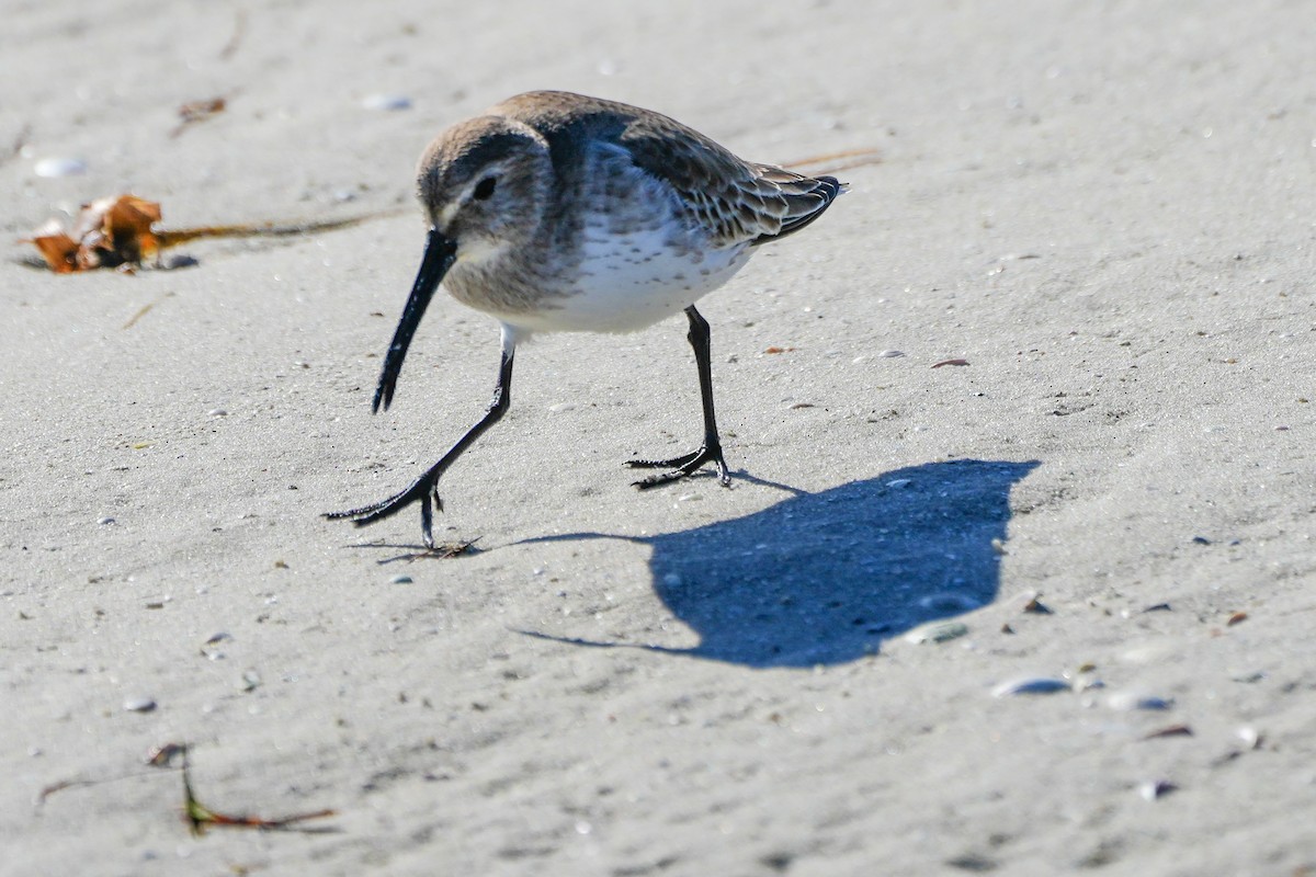 Побережник чорногрудий - ML647048132
