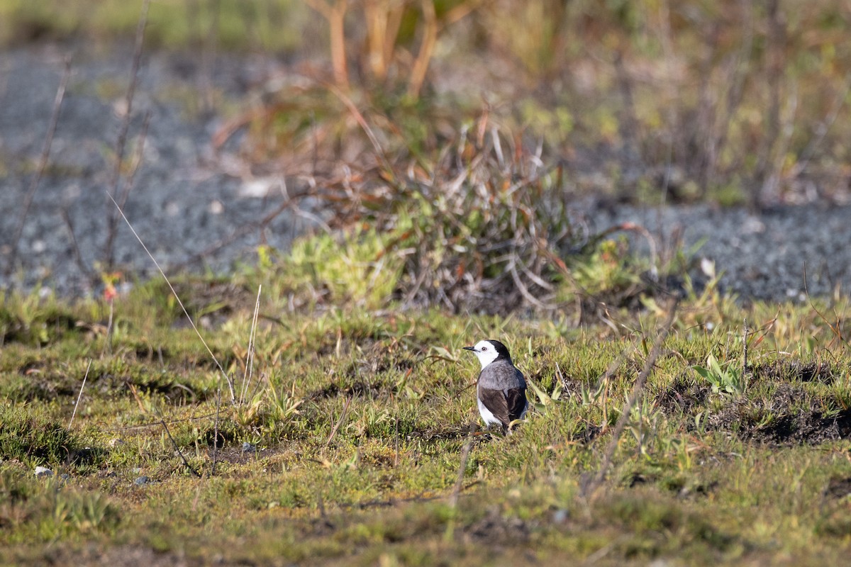 White-fronted Chat - ML647048133