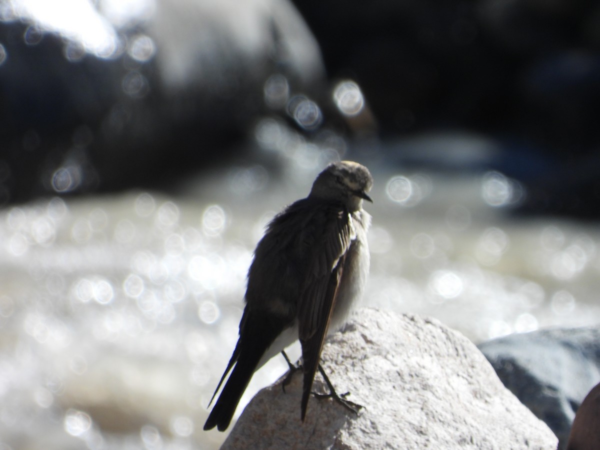 gulkronemarktyrann - ML647048138