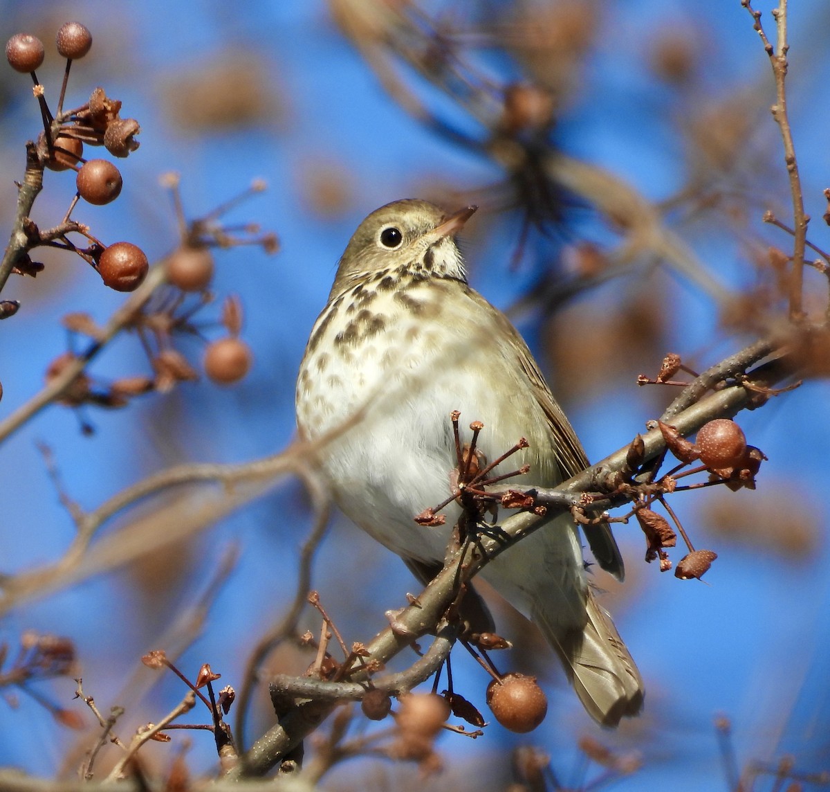 Zorzalito Colirrufo - ML647048150