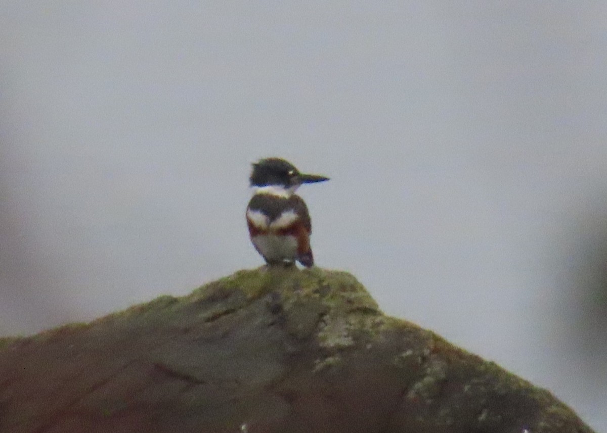 Belted Kingfisher - ML647048152