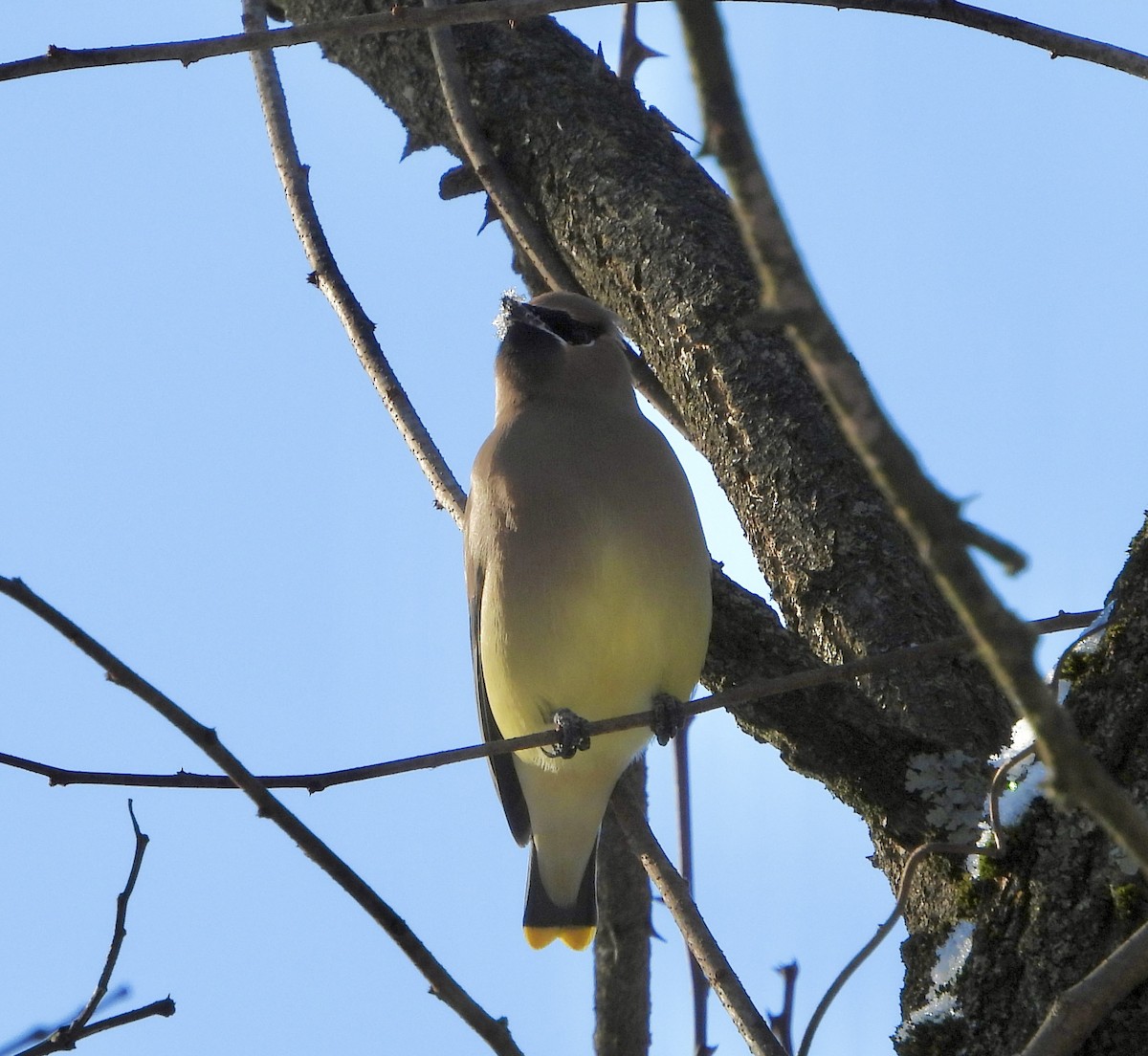 Кедровый свиристель - ML647048153