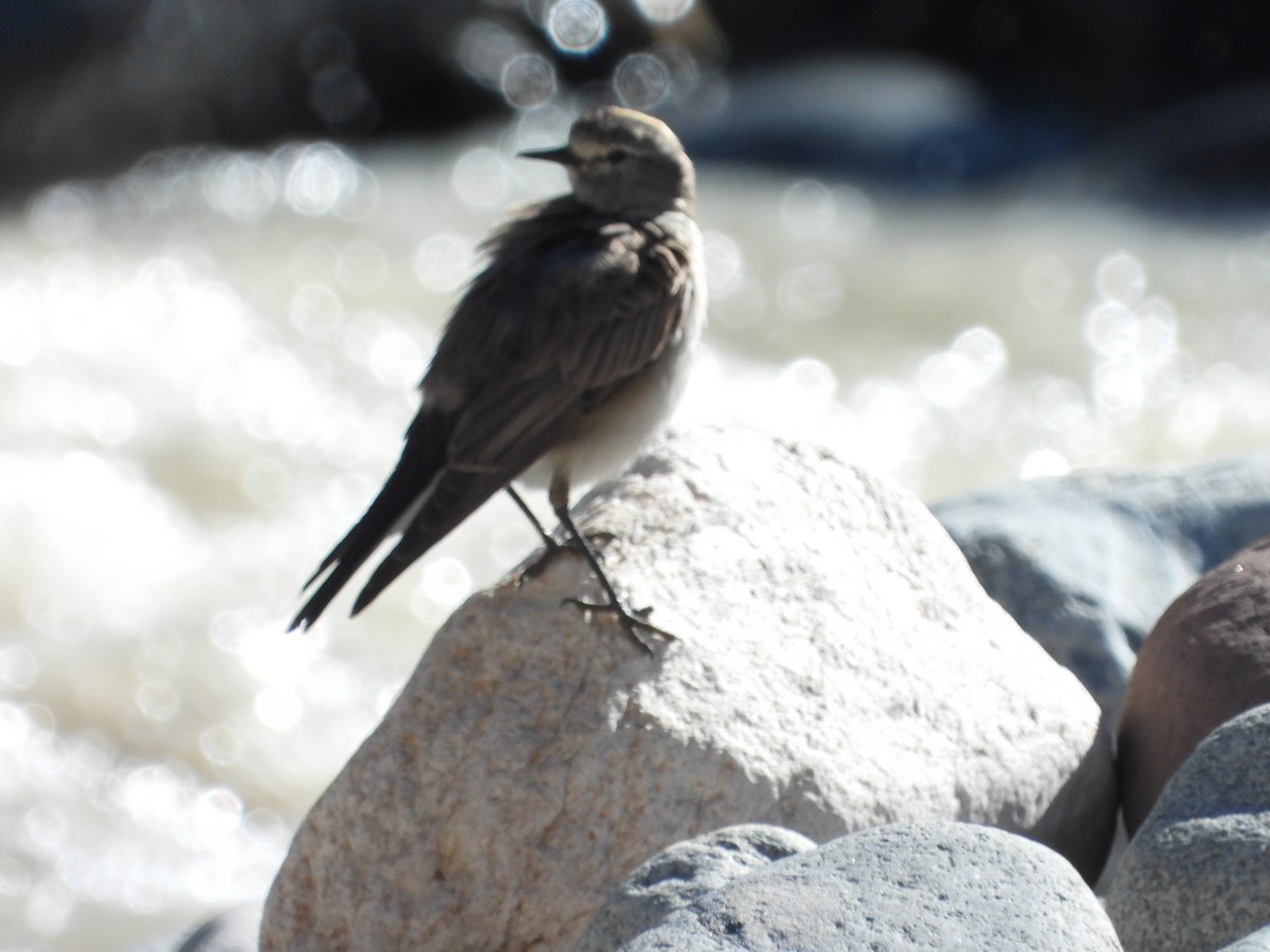 gulkronemarktyrann - ML647048159