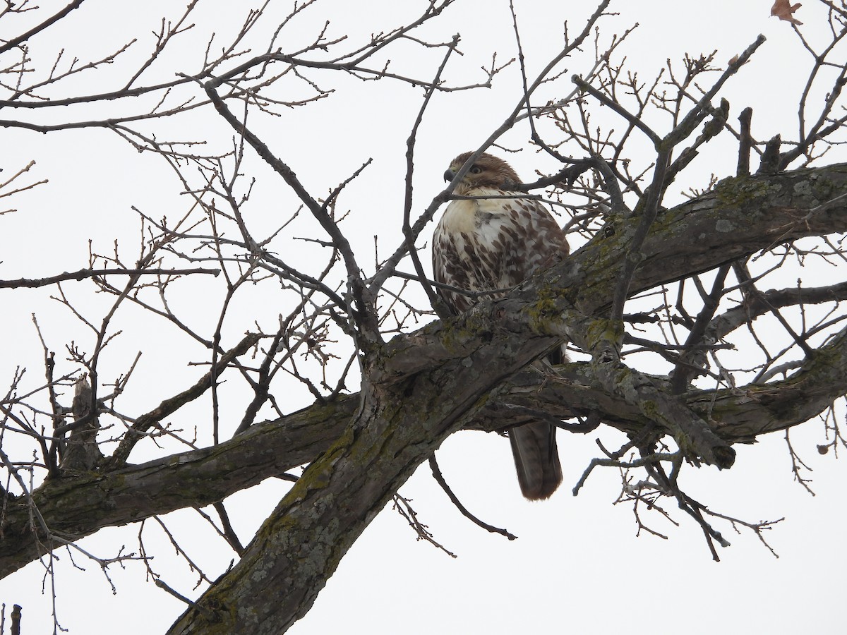 Red-tailed Hawk - ML647048160