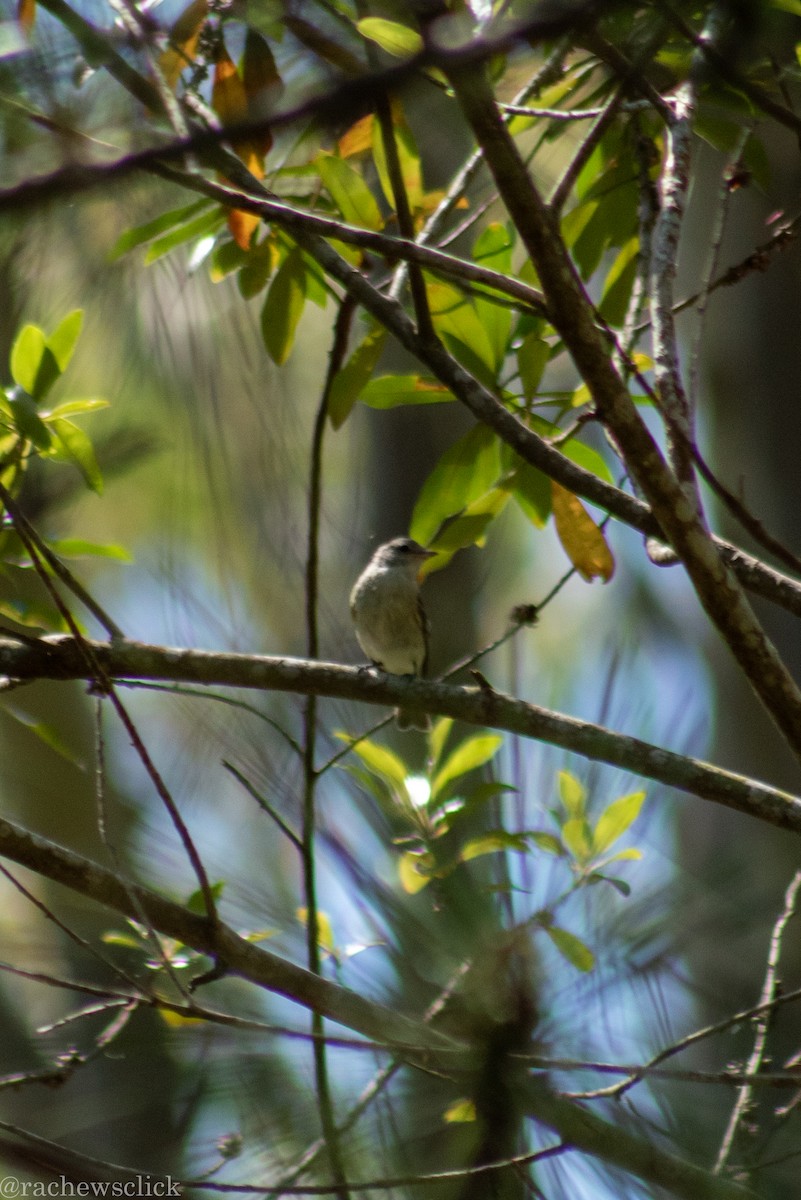 Southern Beardless-Tyrannulet - ML647048161