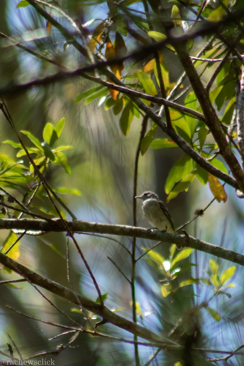 Southern Beardless-Tyrannulet - ML647048162