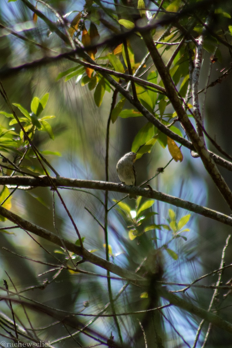 Southern Beardless-Tyrannulet - ML647048163