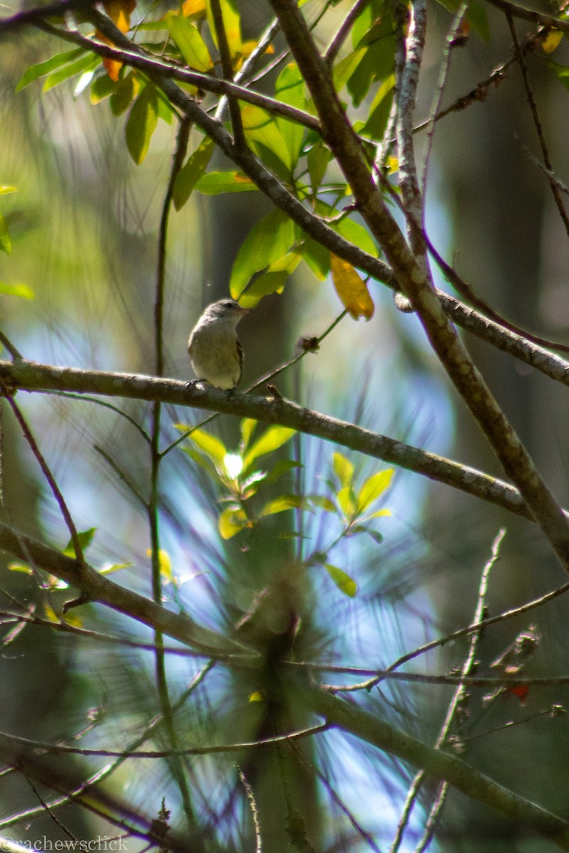 Southern Beardless-Tyrannulet - ML647048164