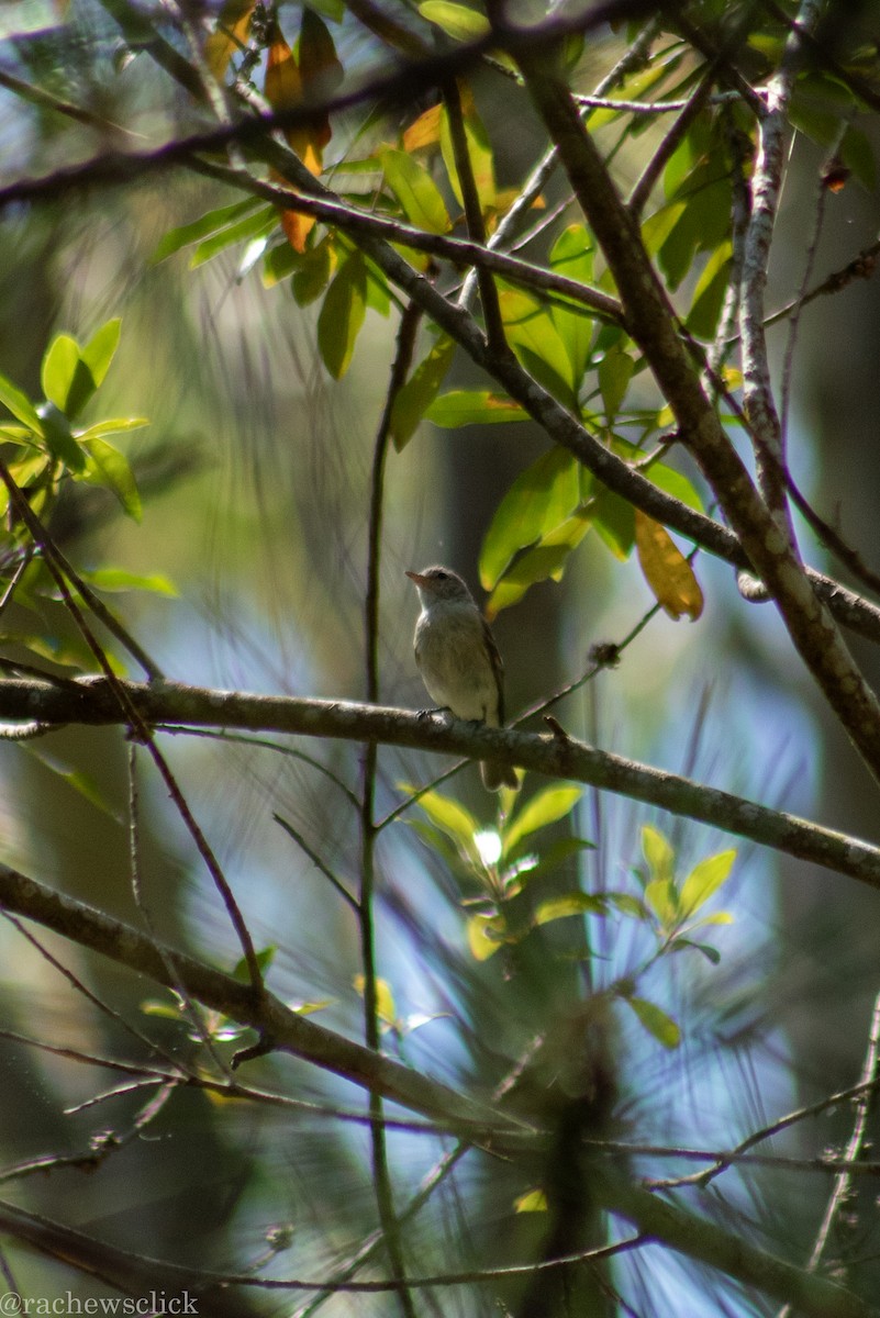 Southern Beardless-Tyrannulet - ML647048165
