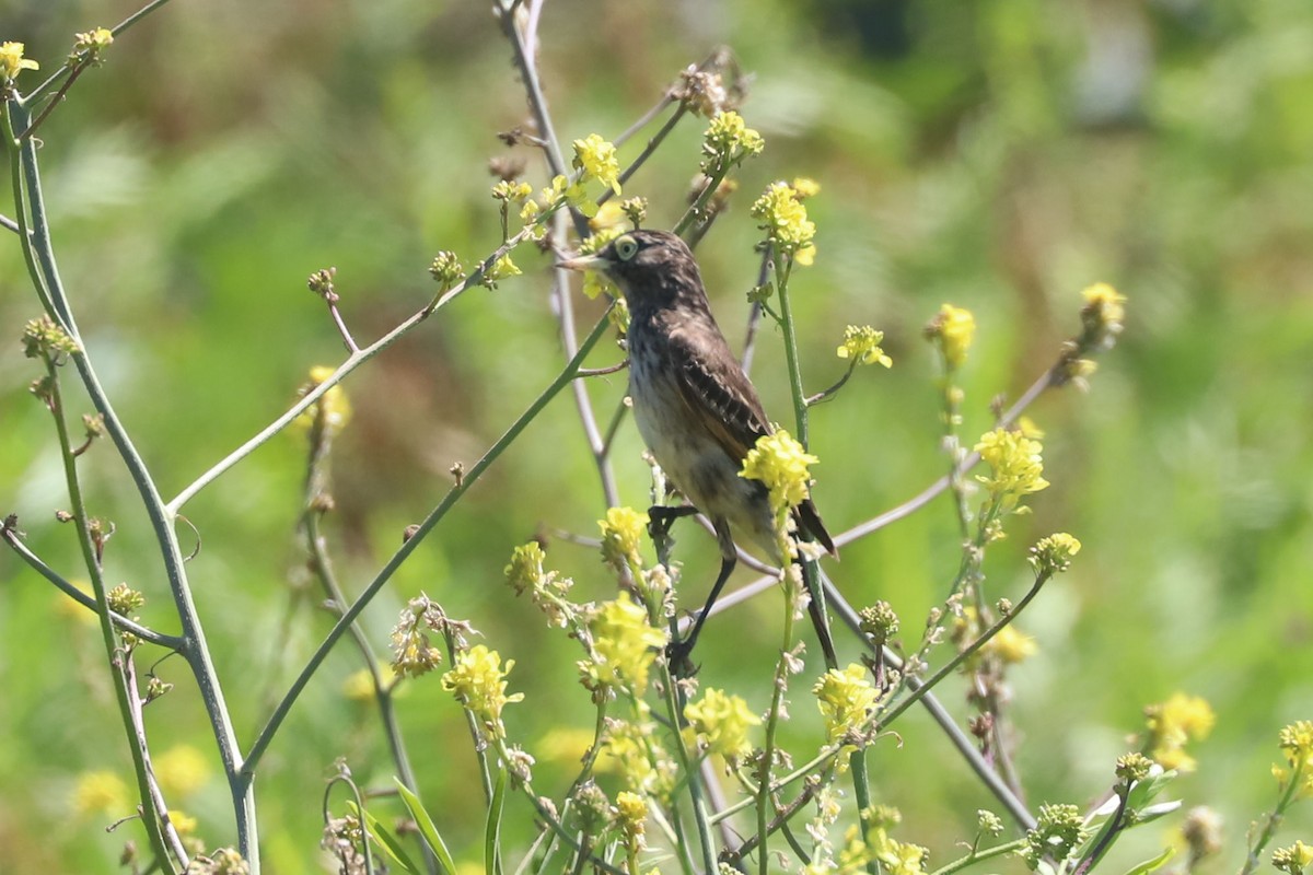 Spectacled Tyrant - ML647048168
