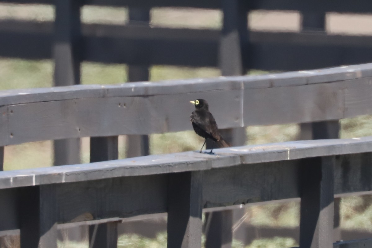 Spectacled Tyrant - ML647048169