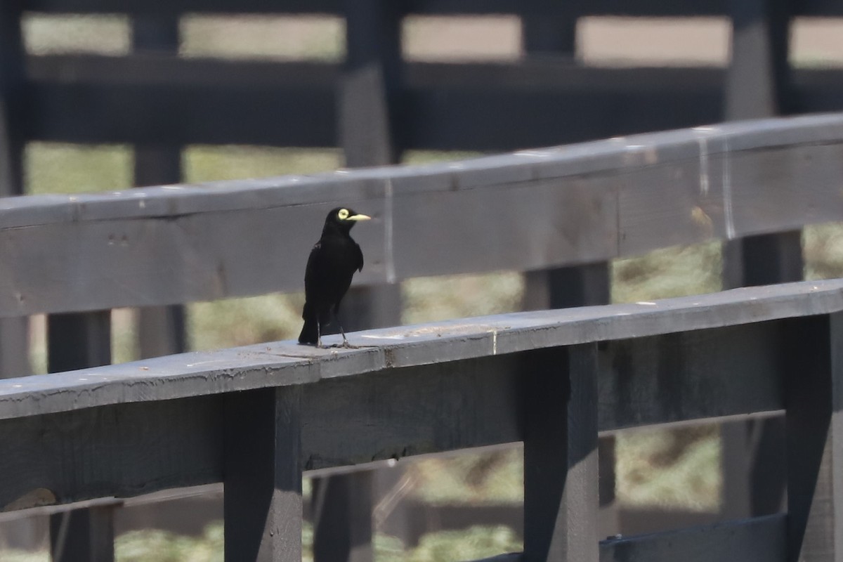 Spectacled Tyrant - ML647048170