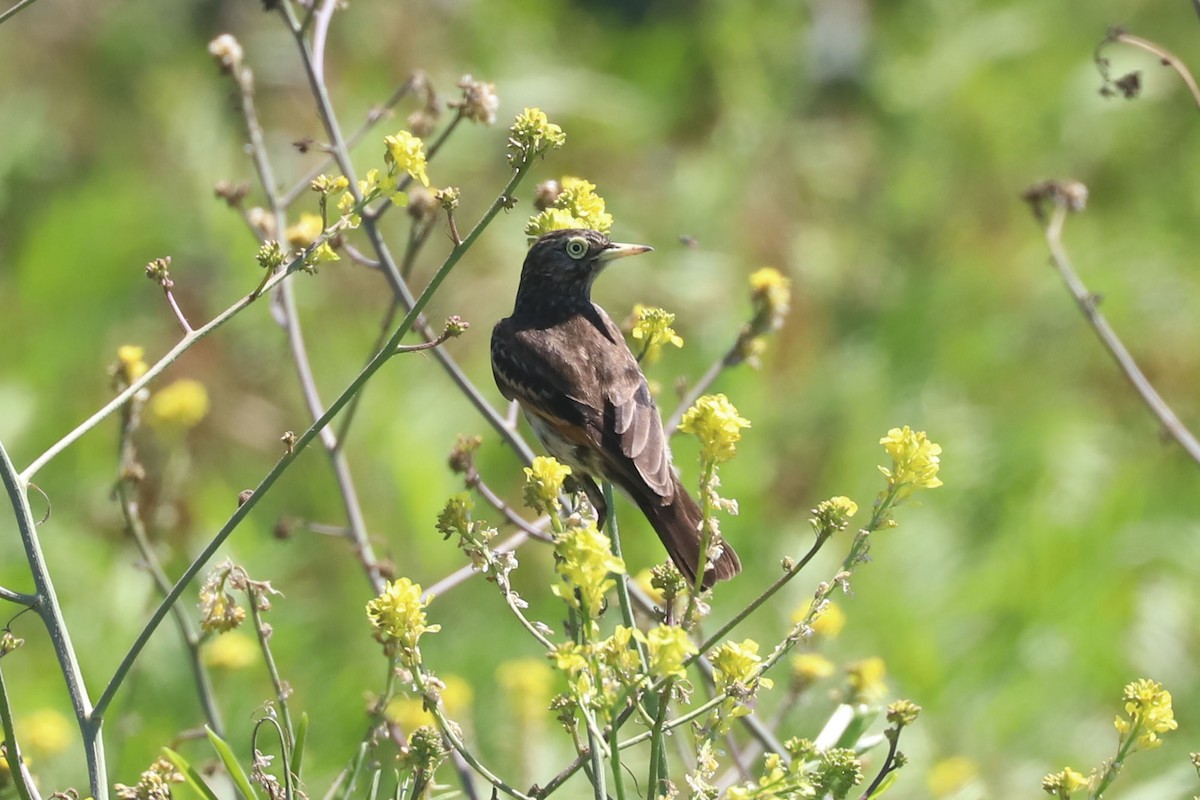 Spectacled Tyrant - ML647048171