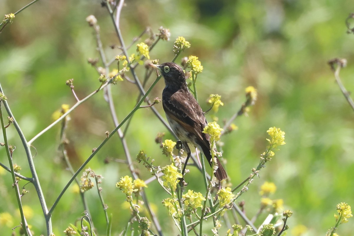 Spectacled Tyrant - ML647048172
