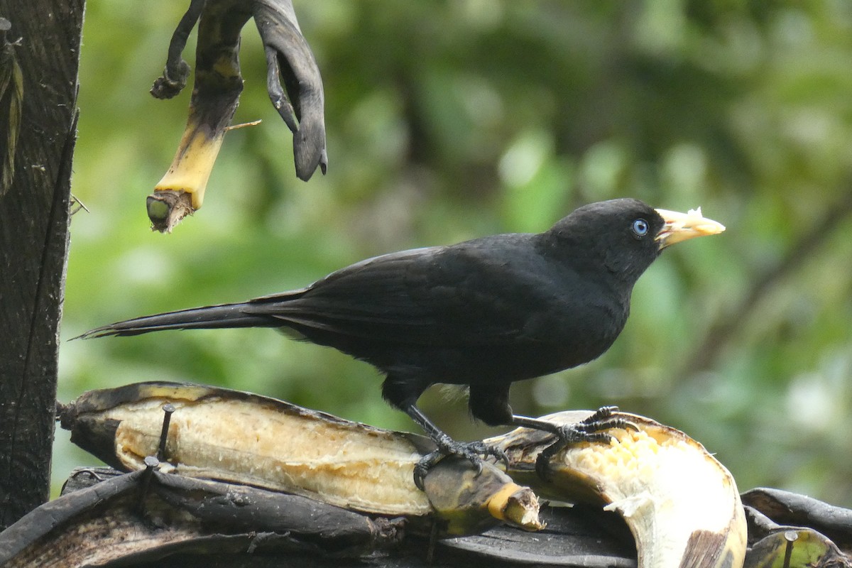Scarlet-rumped Cacique - ML647048174