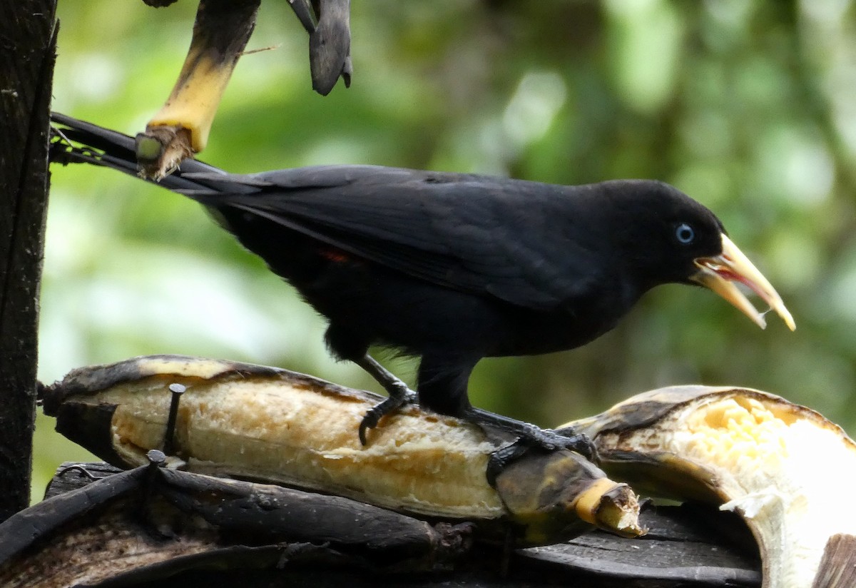 Scarlet-rumped Cacique - ML647048175