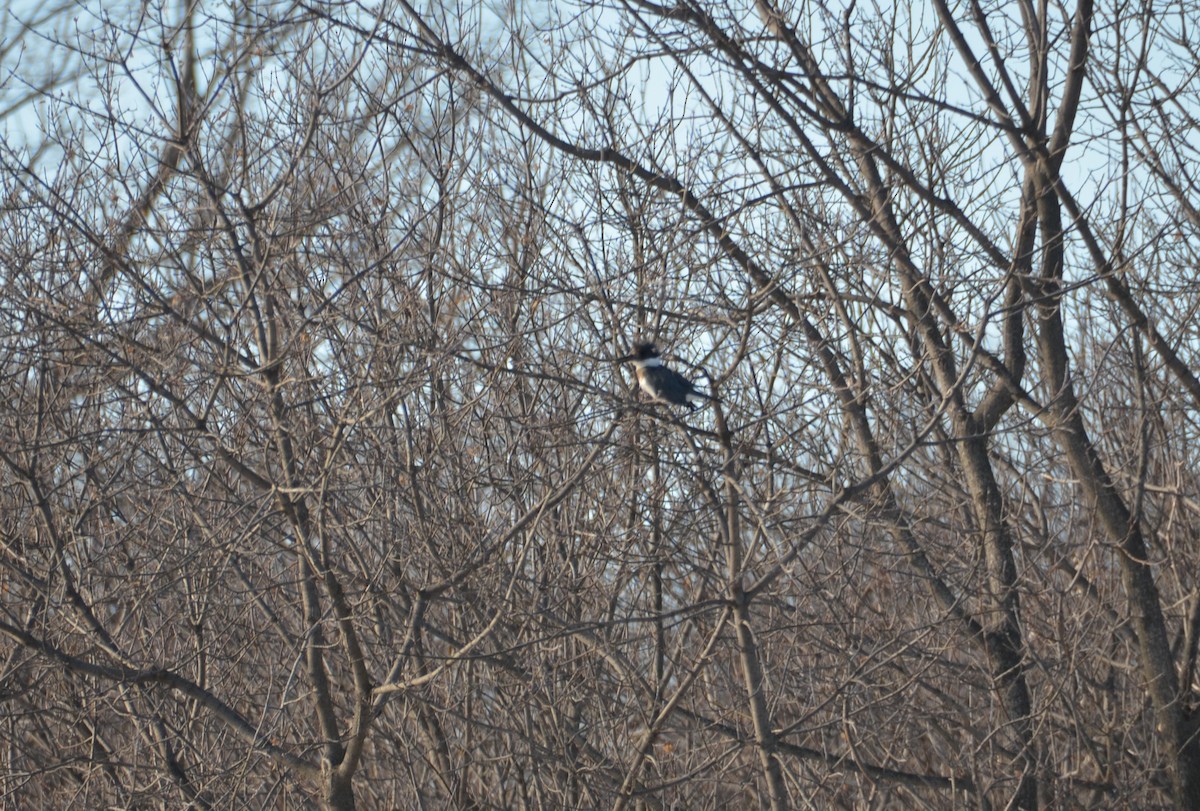 Belted Kingfisher - ML647048177