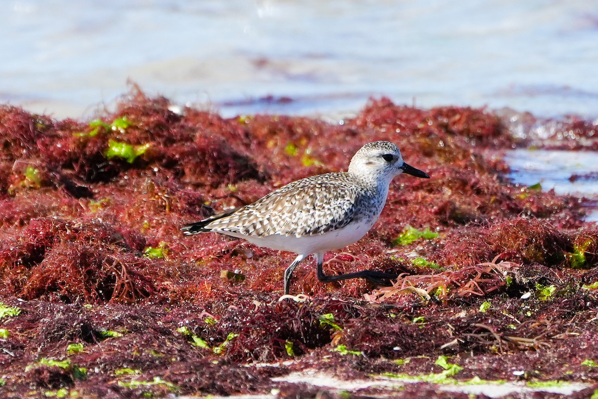 Black-bellied Plover - ML647048185