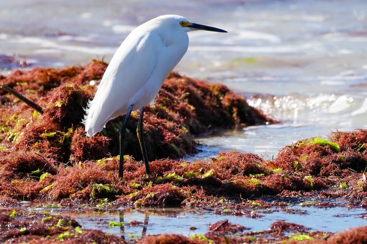 Karbeyaz Balıkçıl - ML647048189