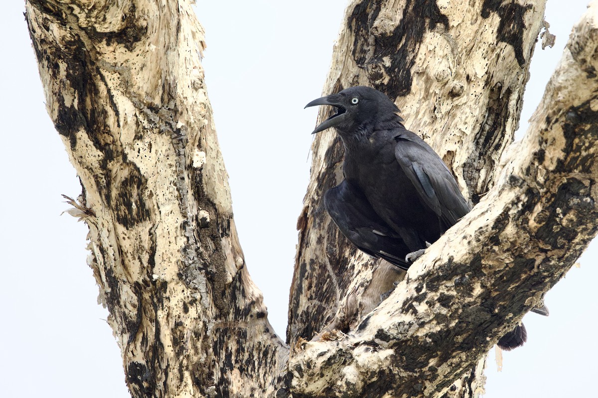 Torresian Crow - ML647048194