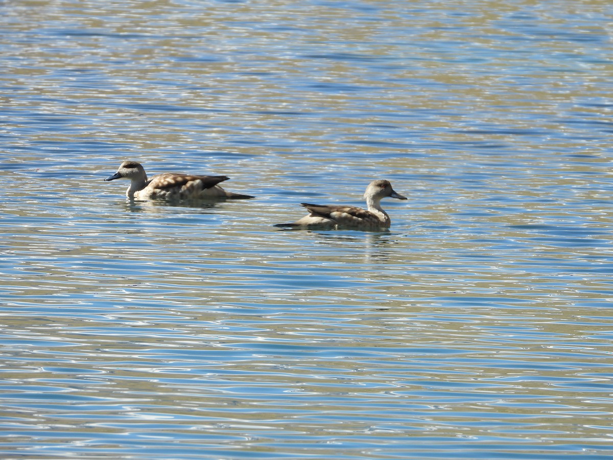 Crested Duck - ML647048196