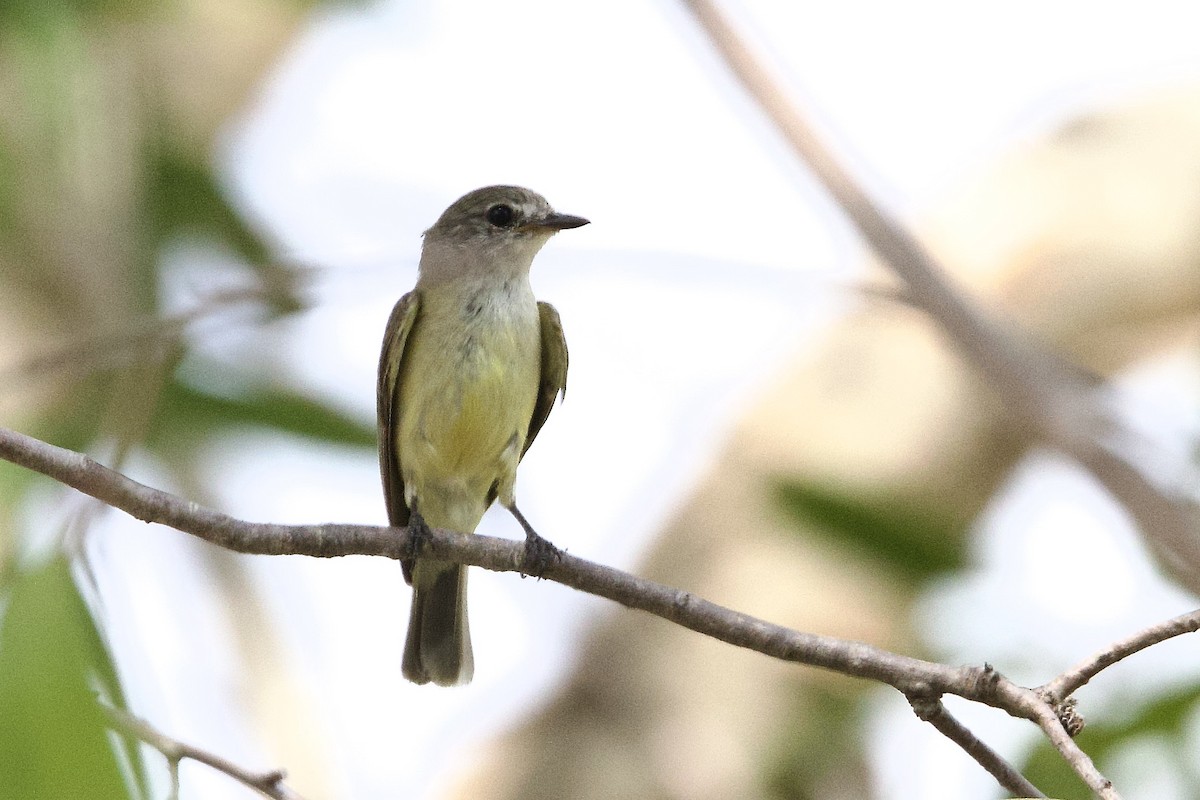 Lemon-bellied Flyrobin (Lemon-bellied) - ML647048201