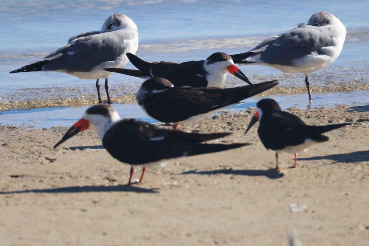 Black Skimmer - ML647048202