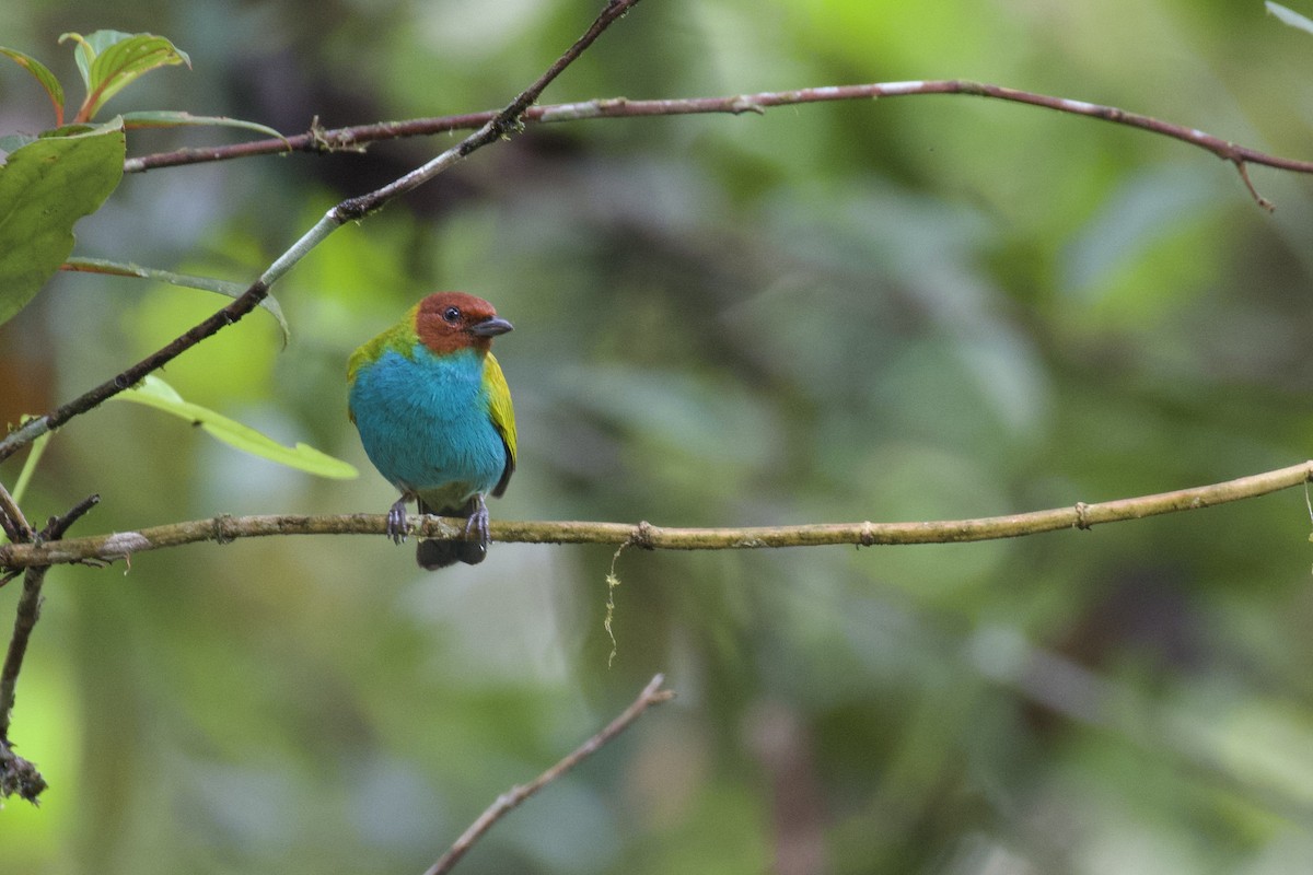 チャガシラフウキンチョウ（albertinae グループ） - ML647048203