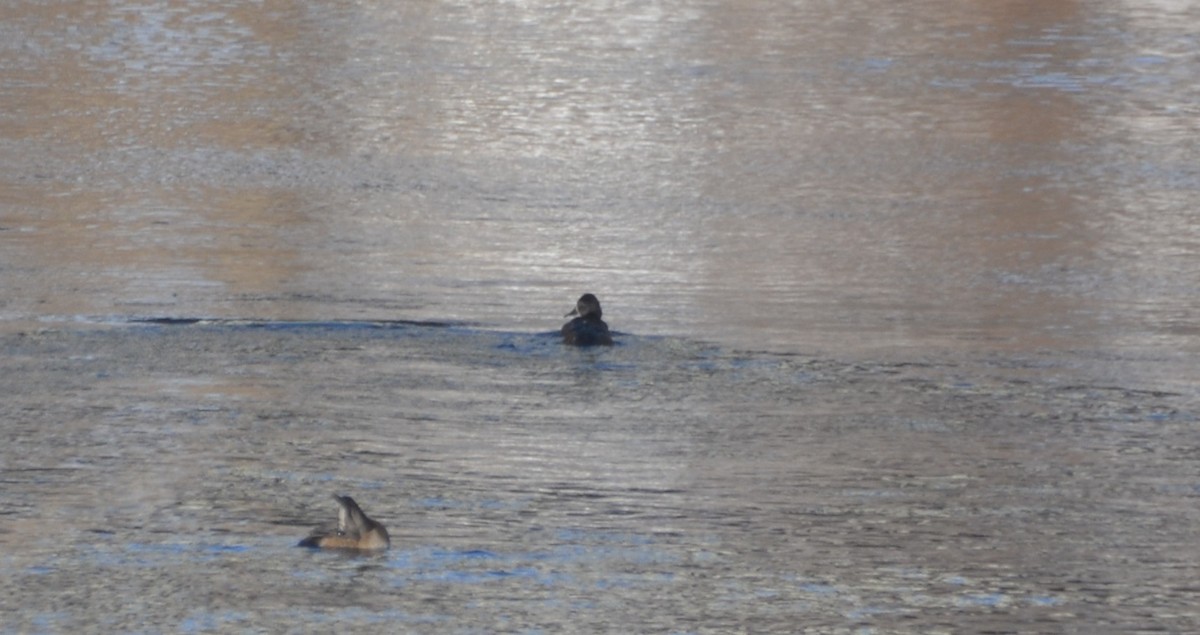 Ring-necked Duck - ML647048223