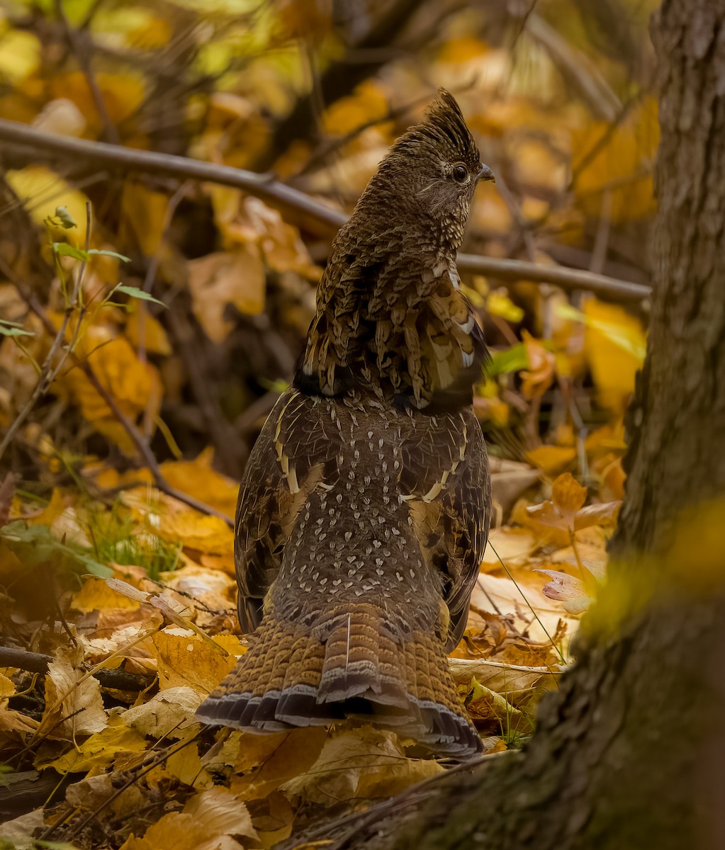 jeřábek kanadský - ML647048234