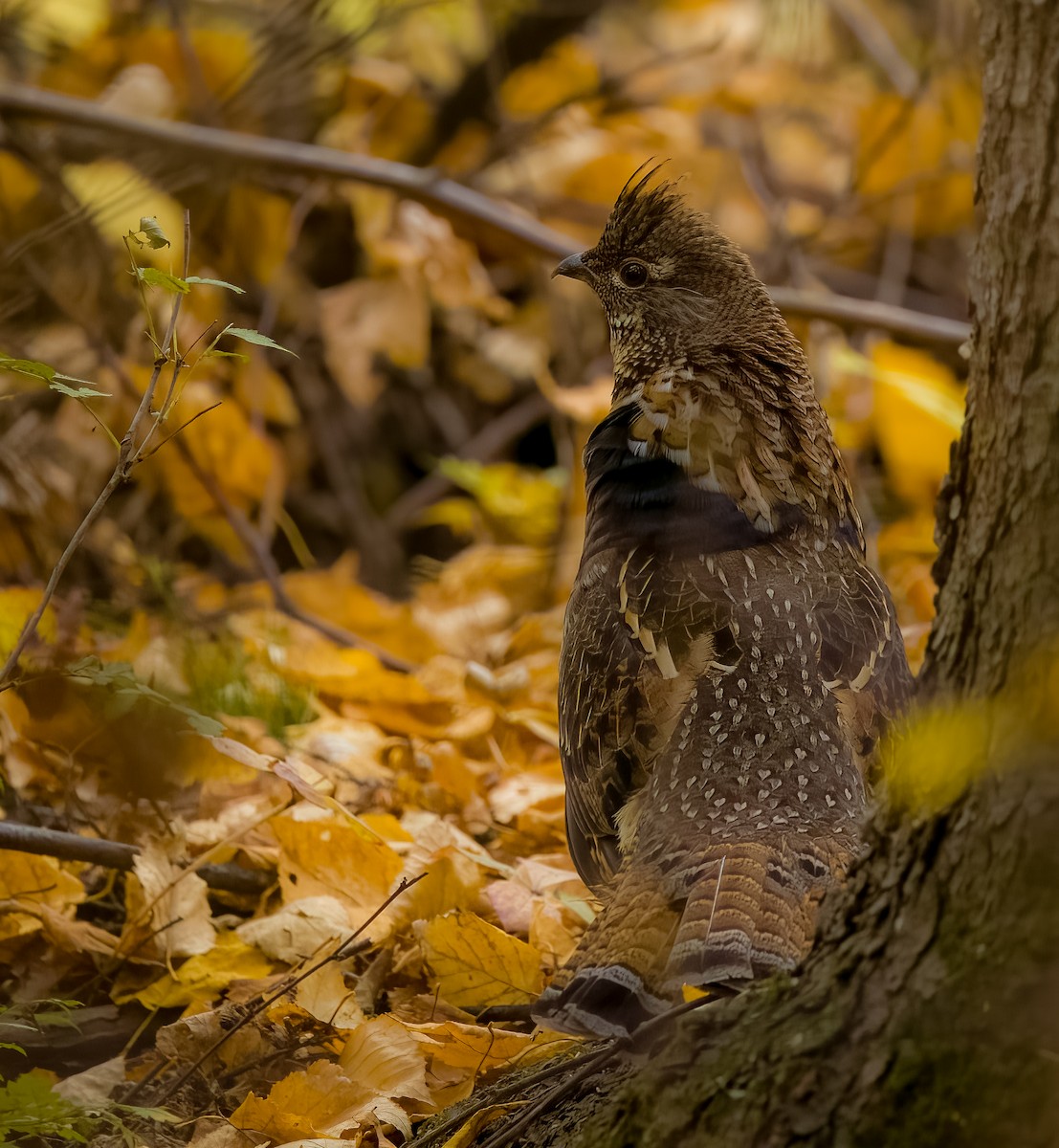 jeřábek kanadský - ML647048235