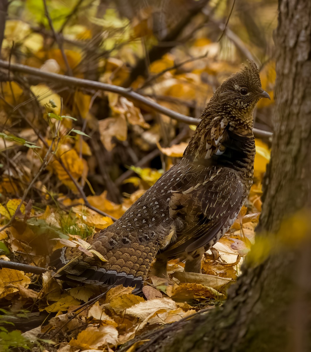 jeřábek kanadský - ML647048236