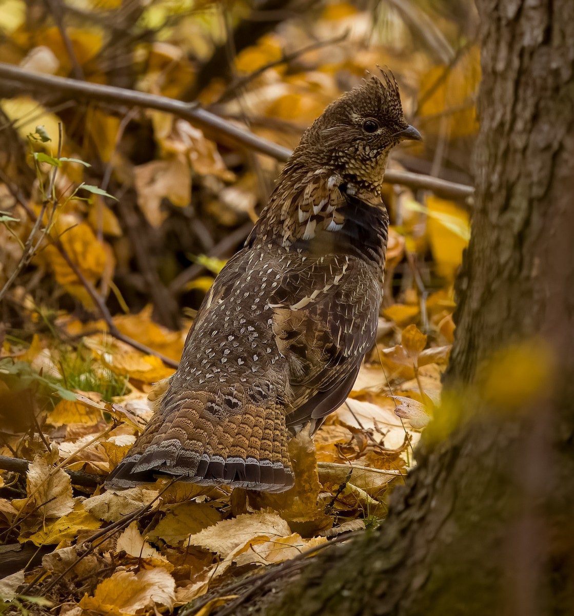 jeřábek kanadský - ML647048237