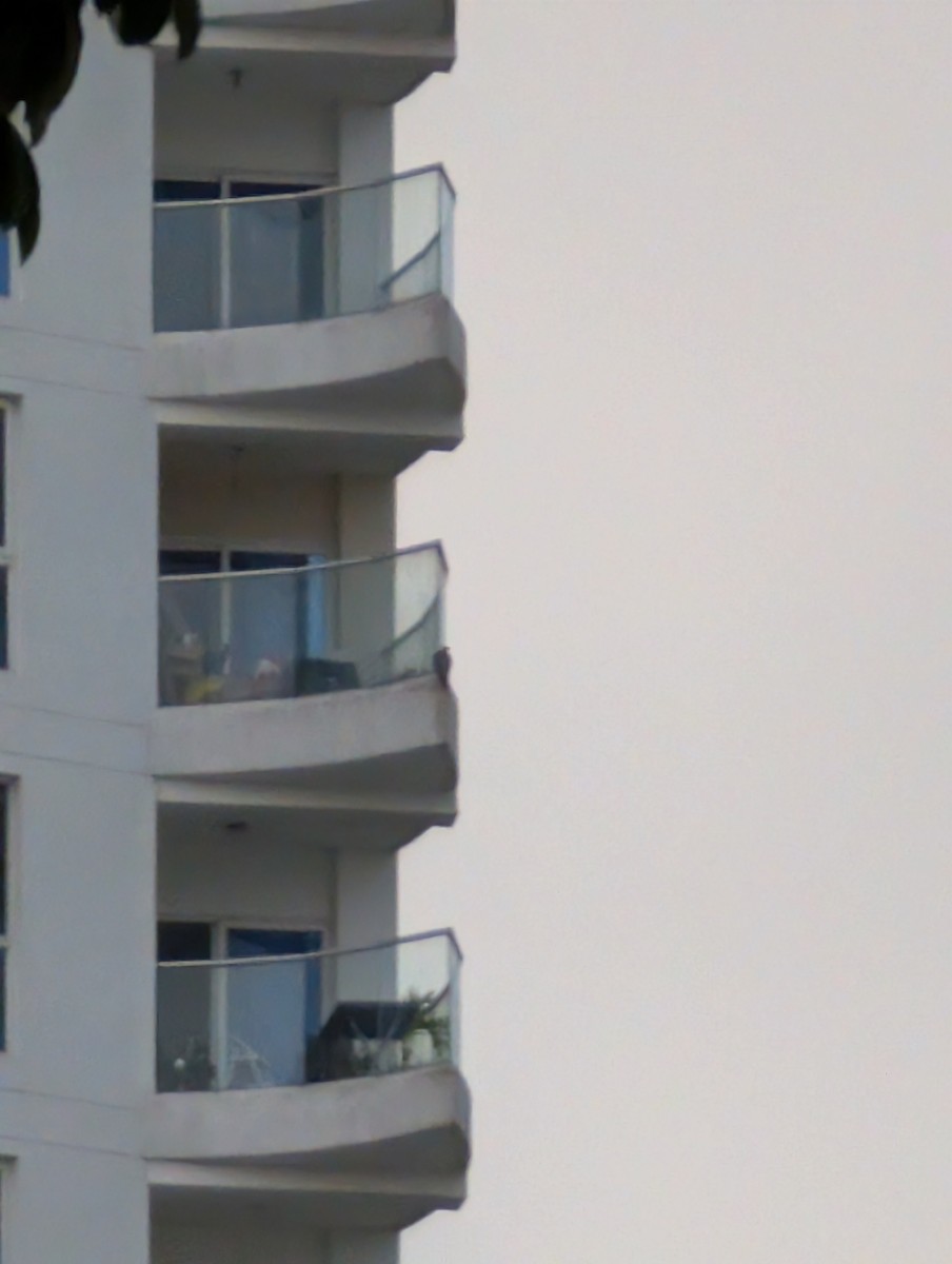 sokol stěhovavý - ML647048238