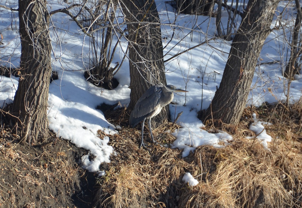 Great Blue Heron - ML647048244