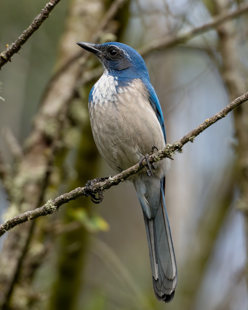 Chara Californiana - ML647048248