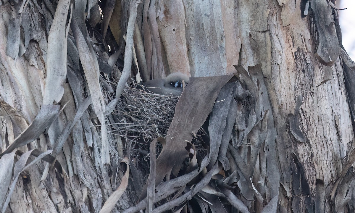 Dusky Woodswallow - ML647048249