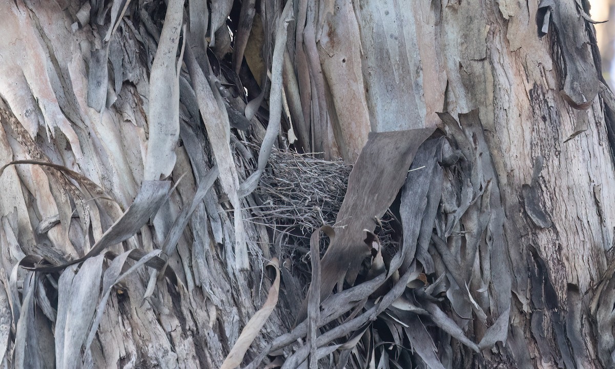 Dusky Woodswallow - ML647048250