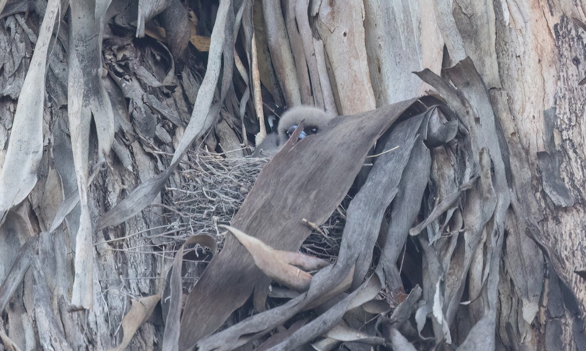 Dusky Woodswallow - ML647048253